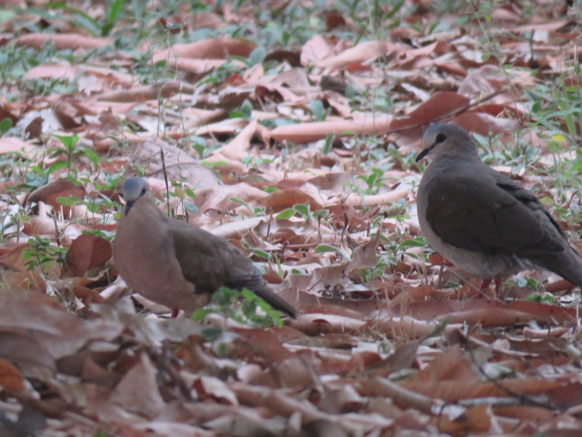 Ruddy Ground Dove - ML612566655