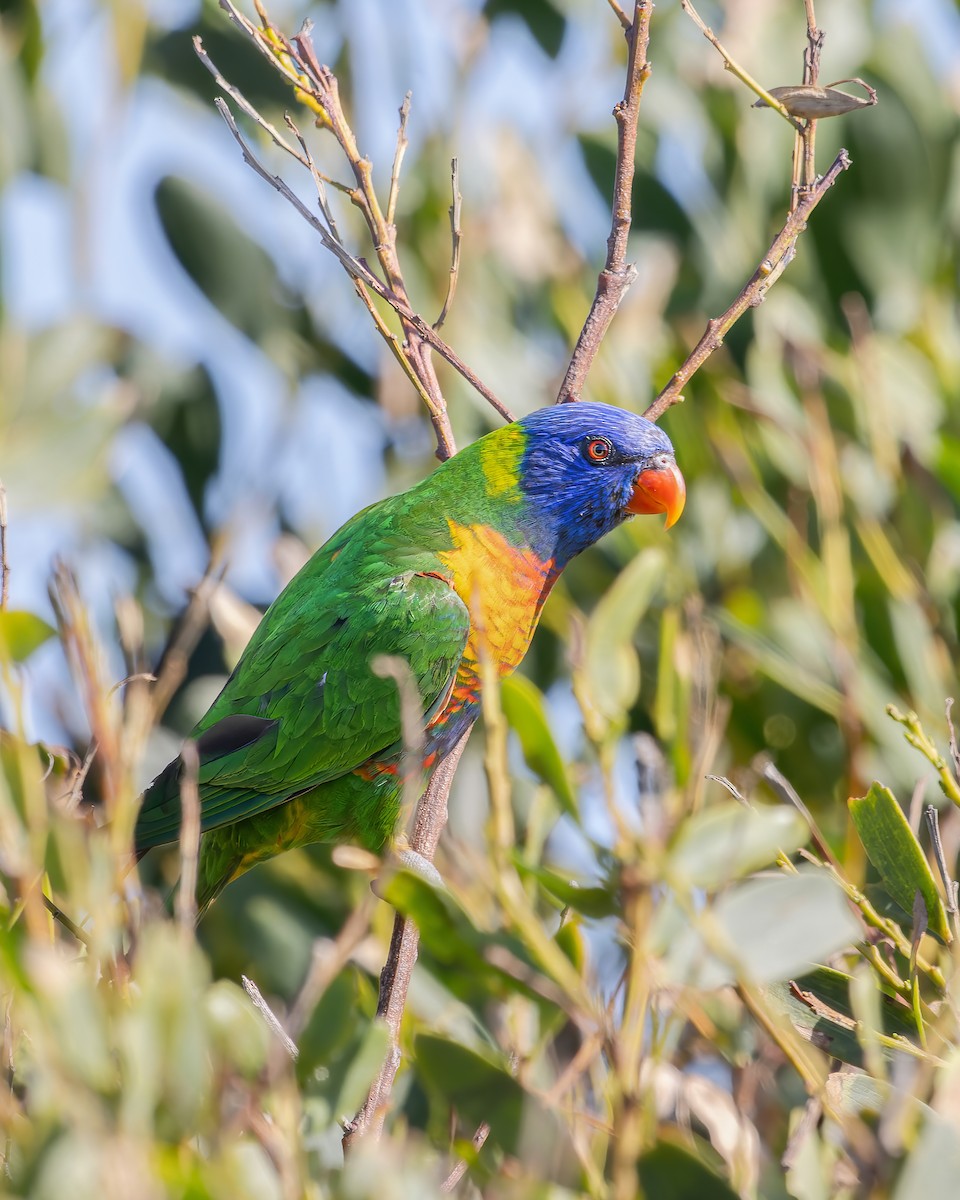 Rainbow Lorikeet - Ben Johns