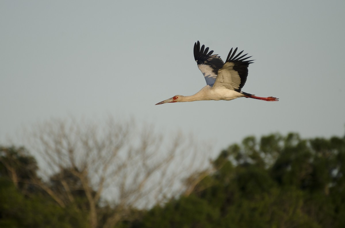 Maguari Stork - ML612566810