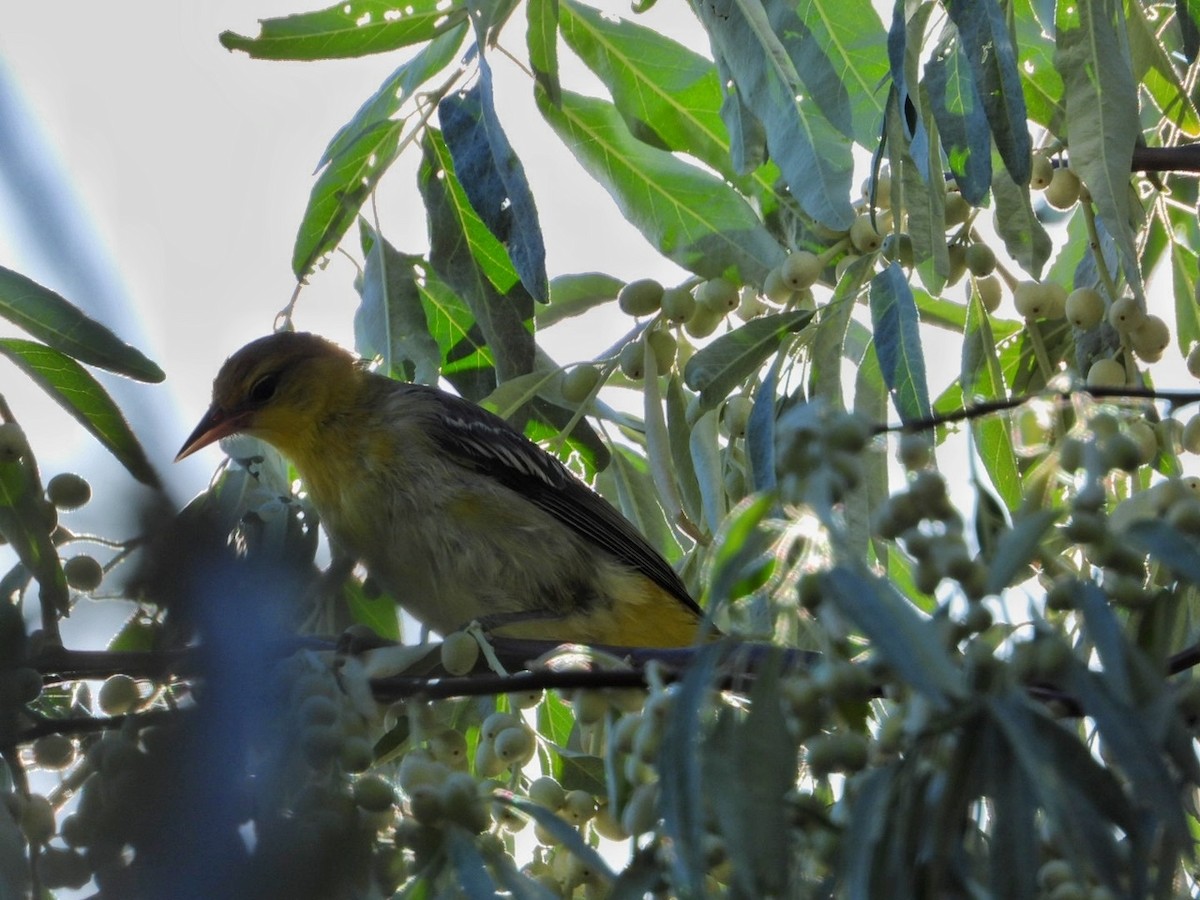 Bullock's Oriole - ML612566858