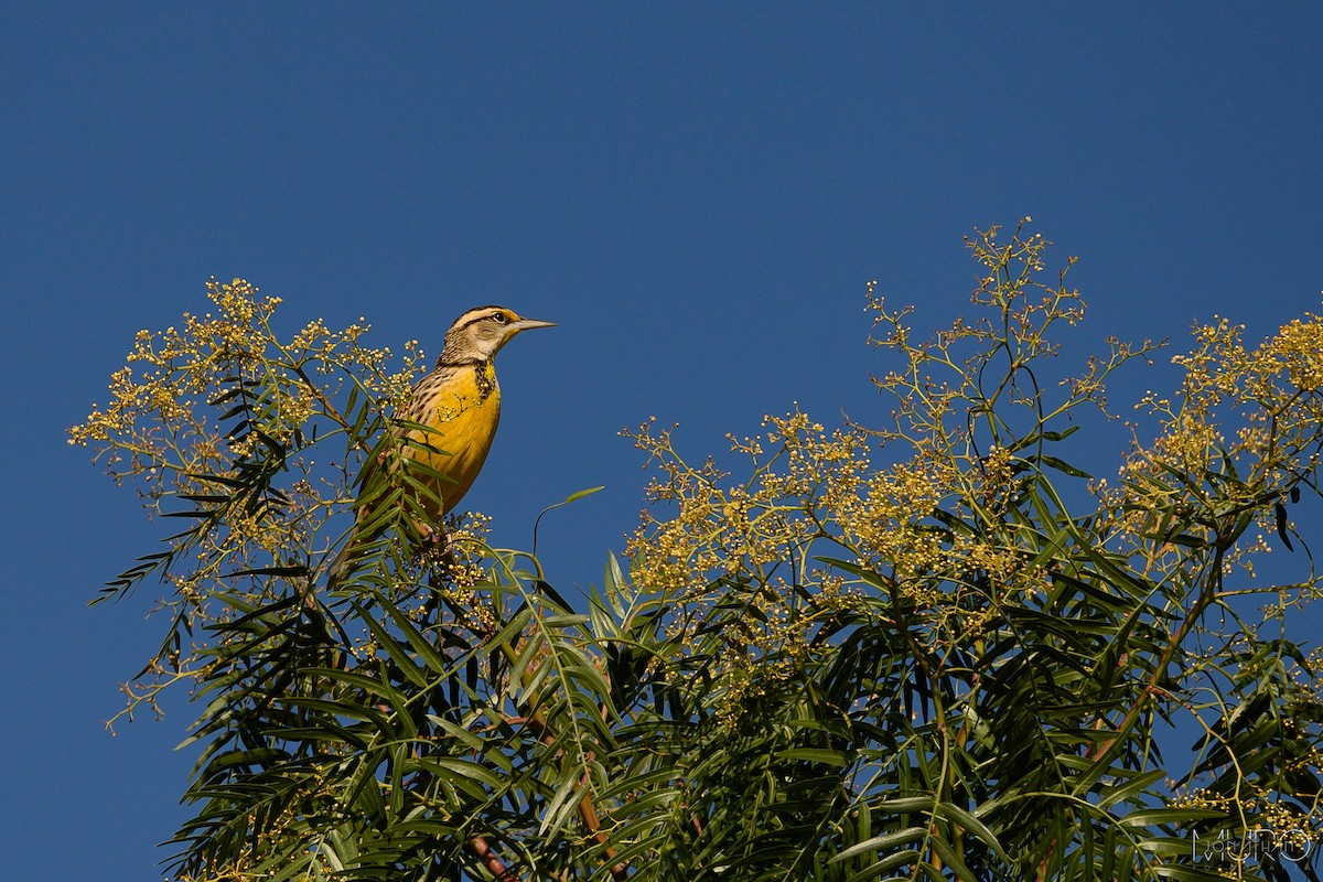 Eastern/Chihuahuan Meadowlark - ML612566940