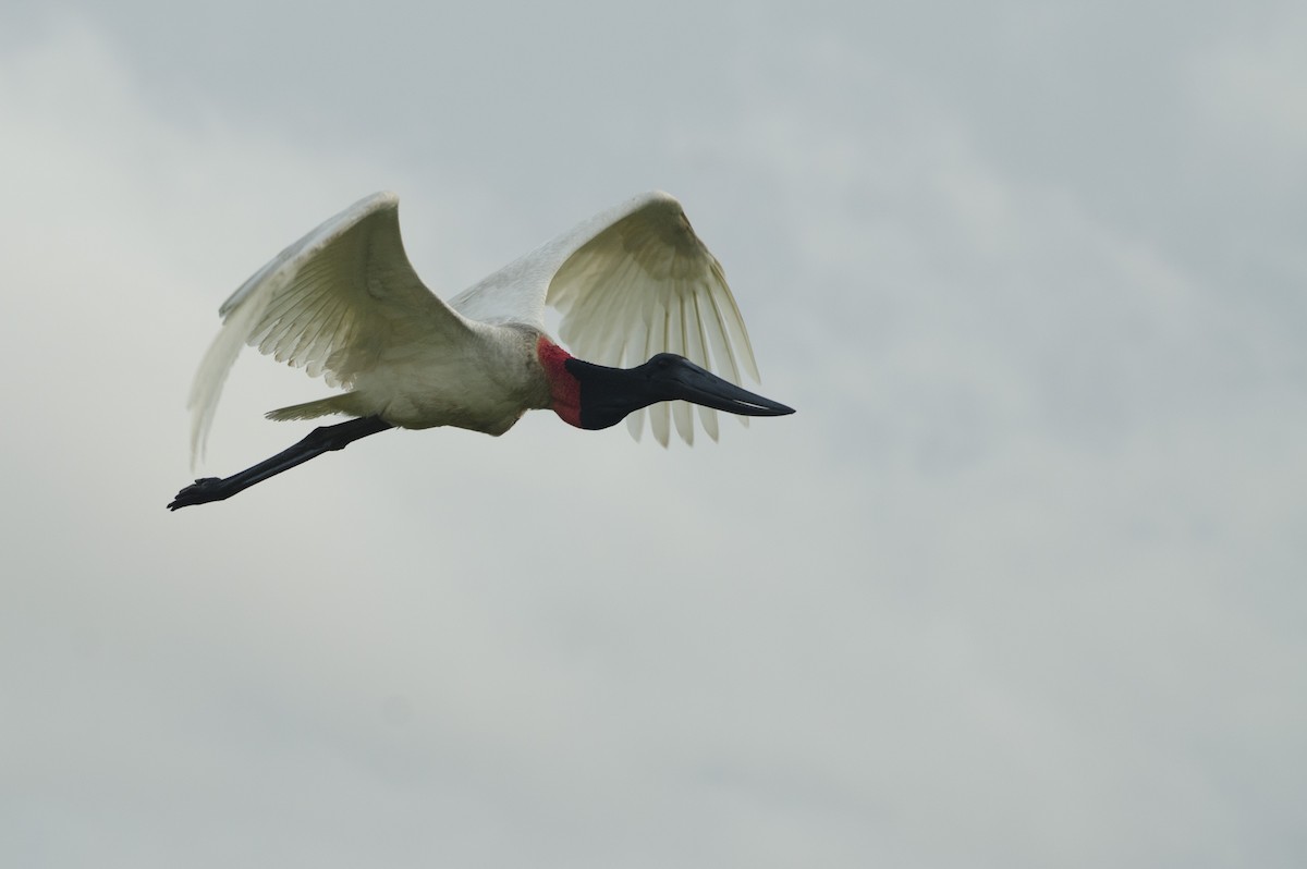 Jabiru - ML612566953