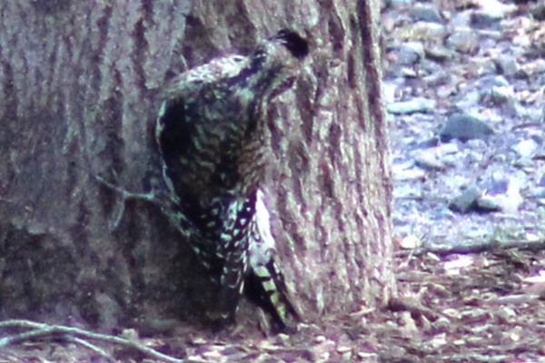 Yellow-bellied Sapsucker - ML612567037