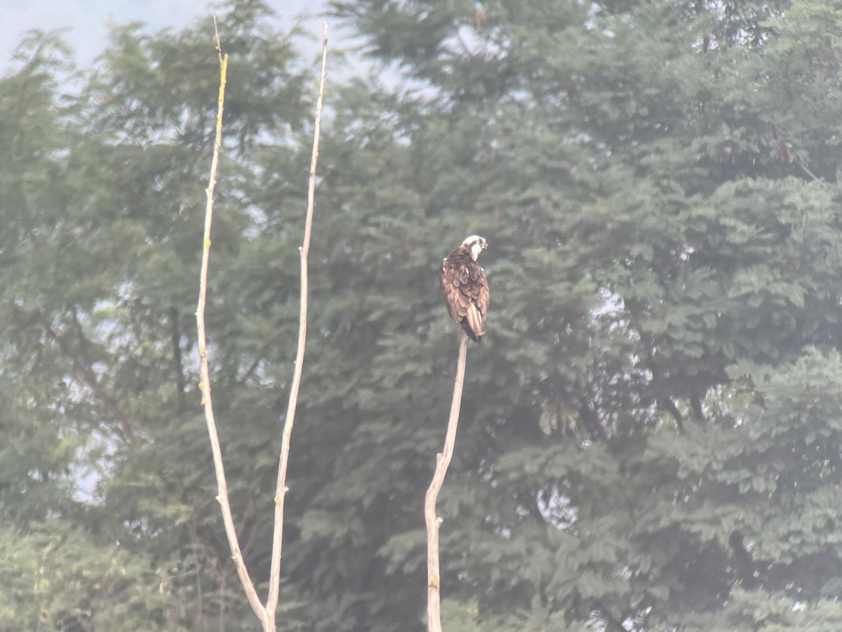 Загасч явлаг - ML612567080