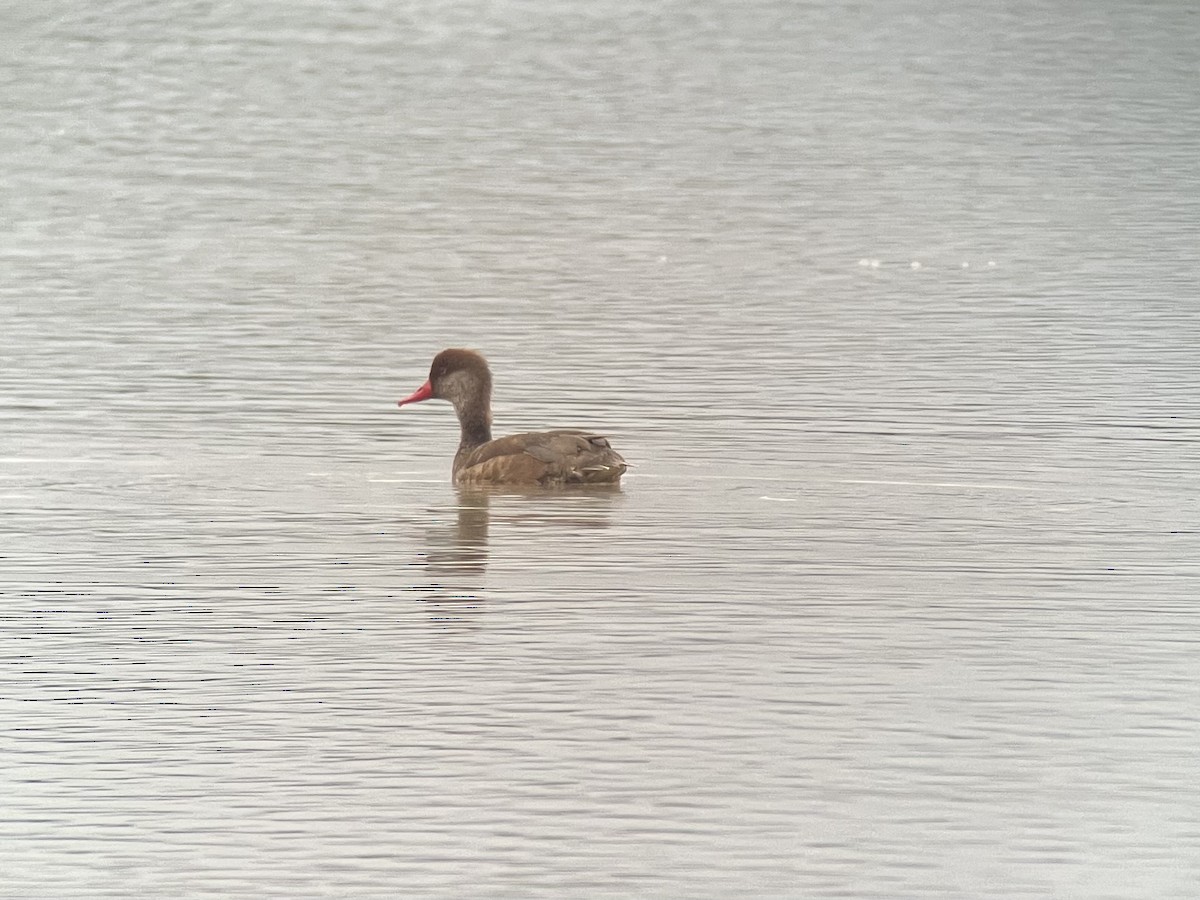 Улаан хошуут биваан - ML612567111