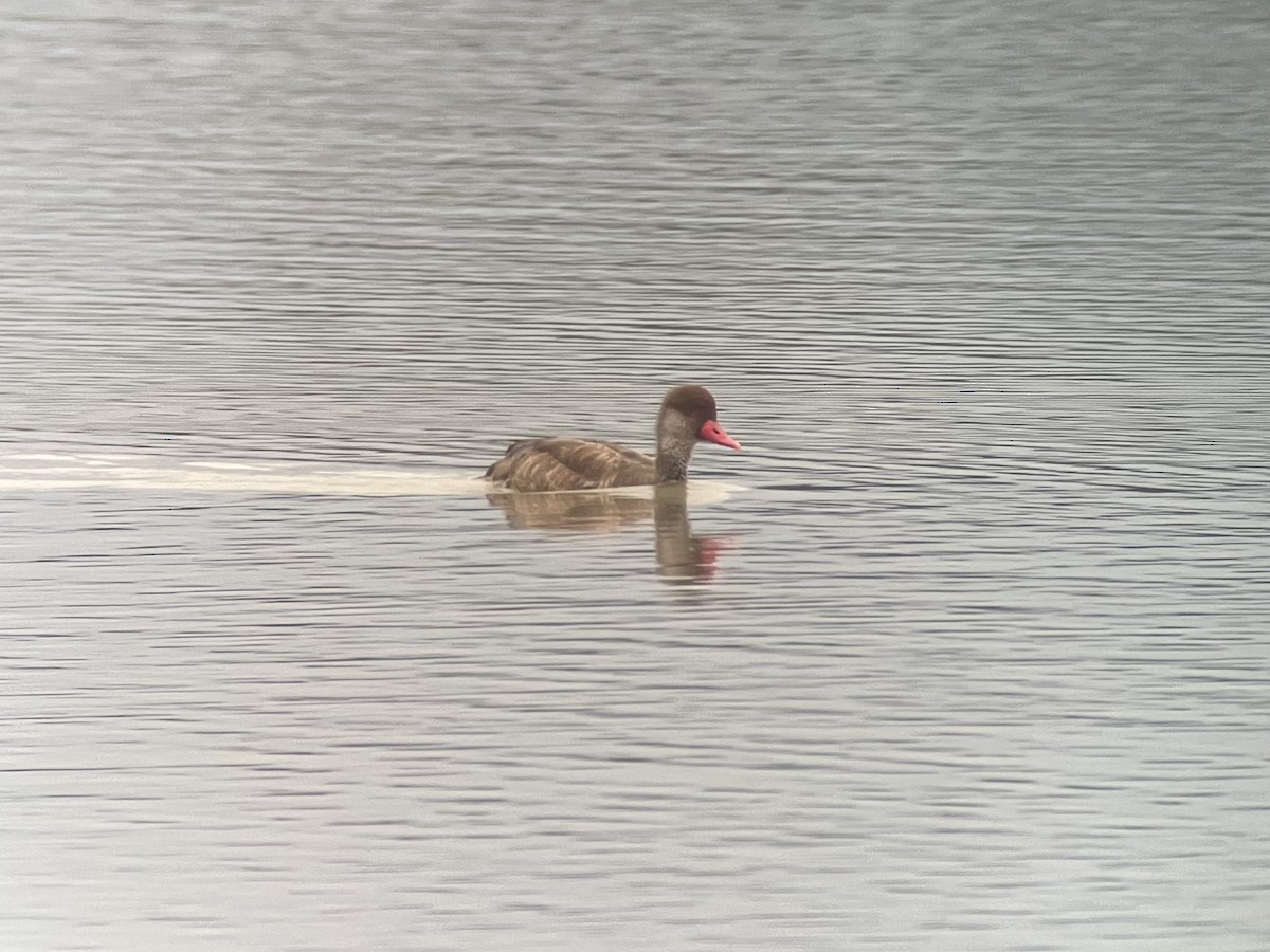 Улаан хошуут биваан - ML612567114