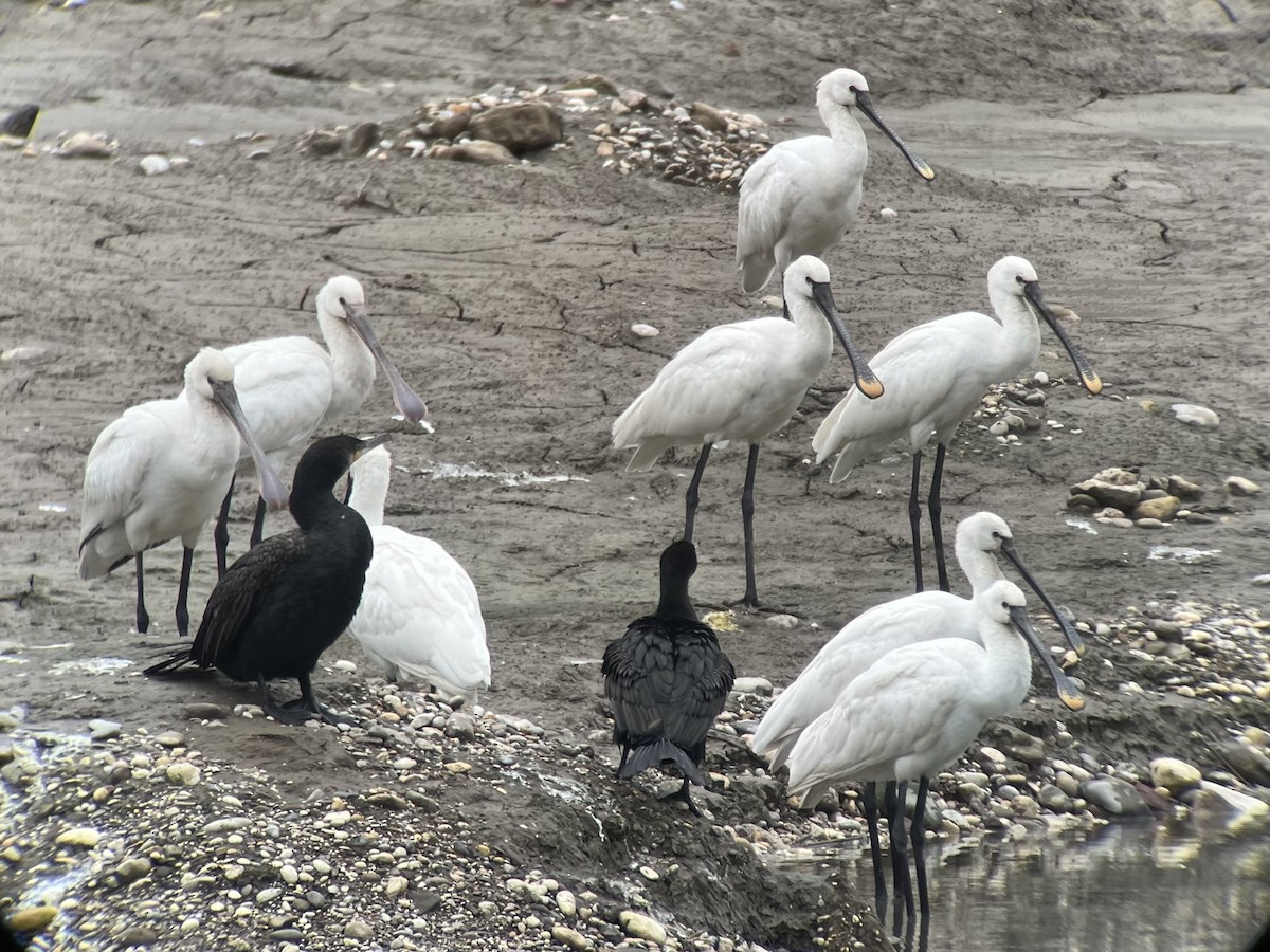 Халбаган хошуут - ML612567119