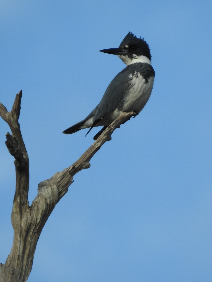 Belted Kingfisher - ML612567125