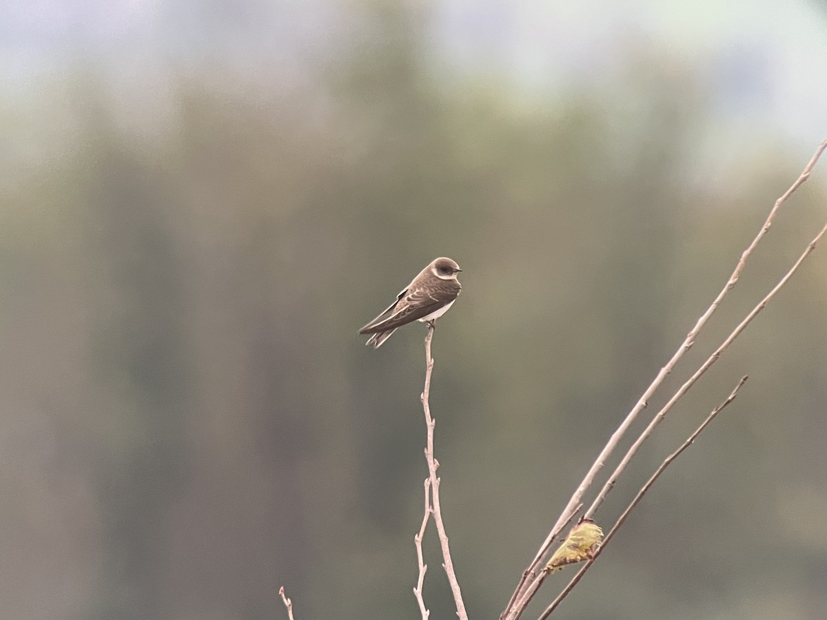 Эргийн хараацай - ML612567127