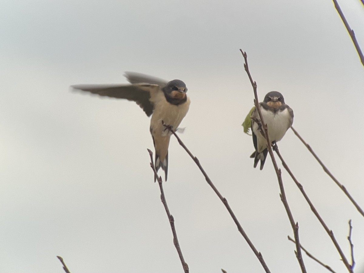 Асрын хараацай - ML612567128