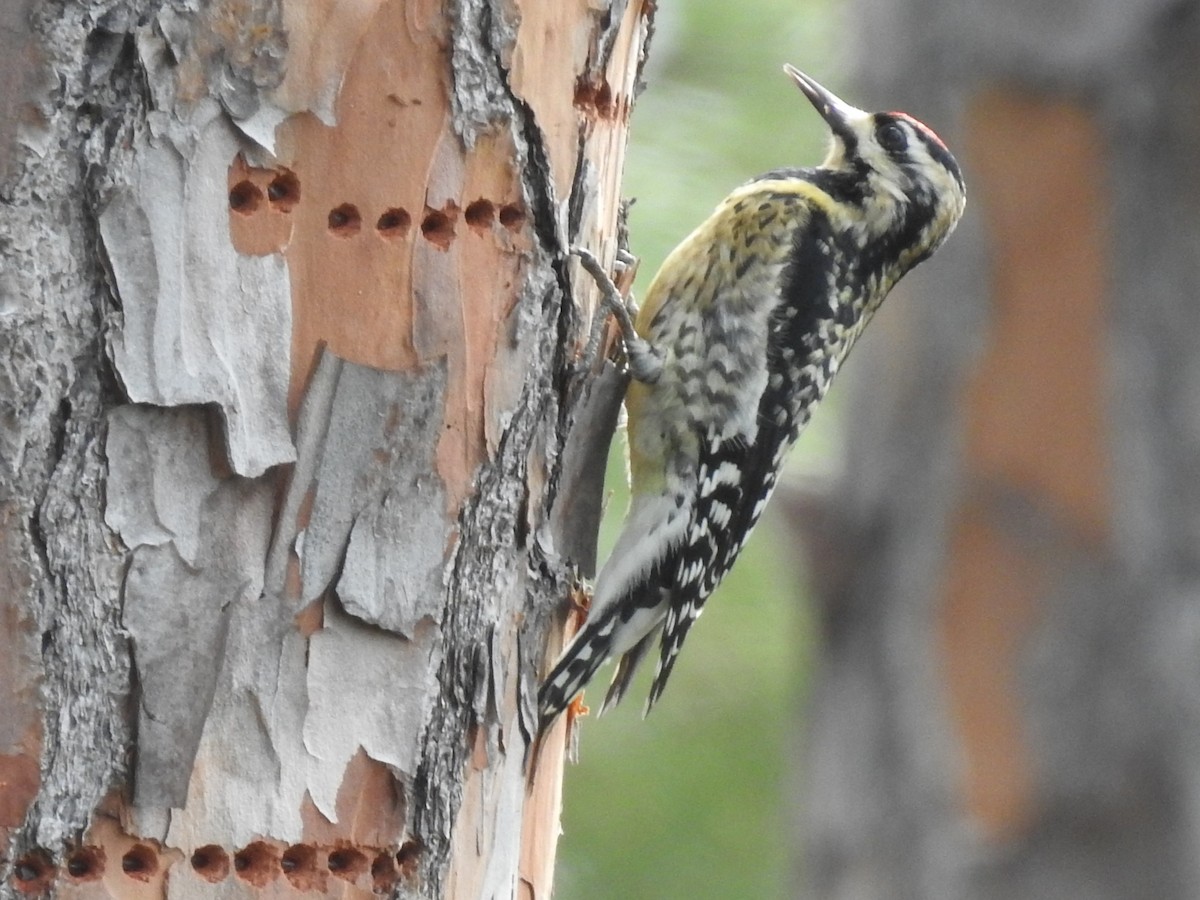 Yellow-bellied Sapsucker - Janet Saczawa