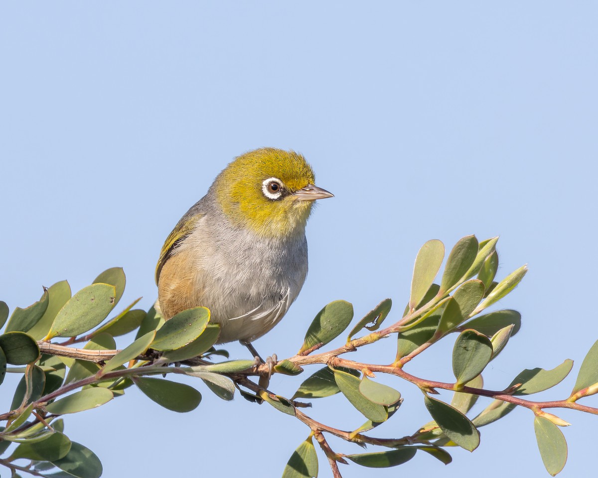 Silvereye - Ben Johns