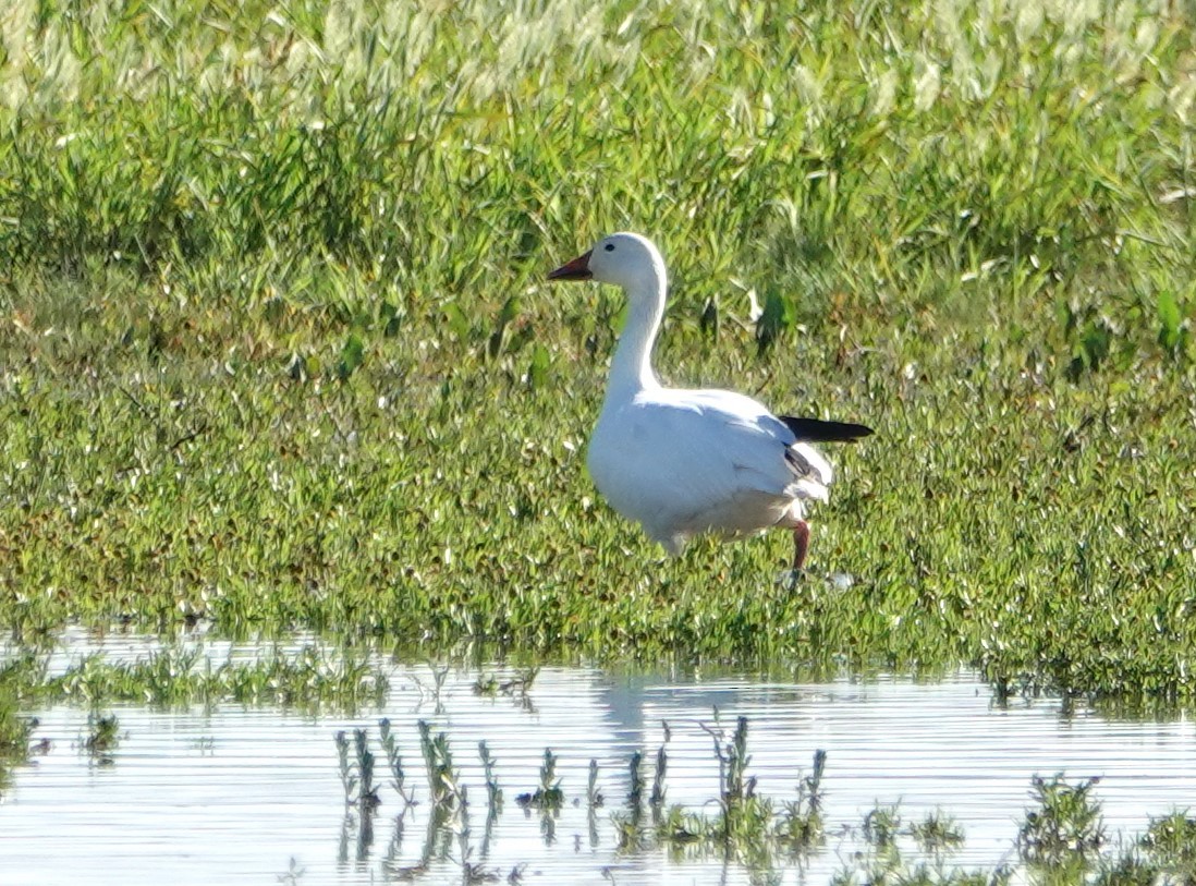 Snow Goose - ML612567202