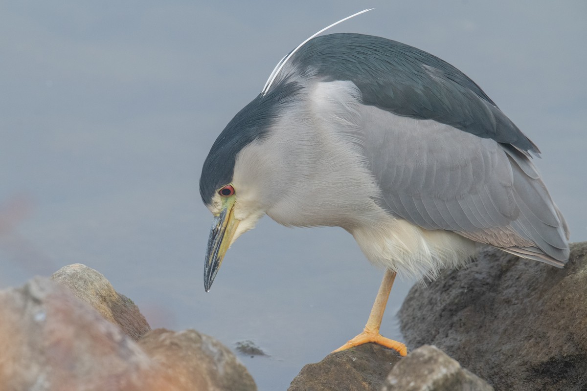 Black-crowned Night Heron - ML612567242