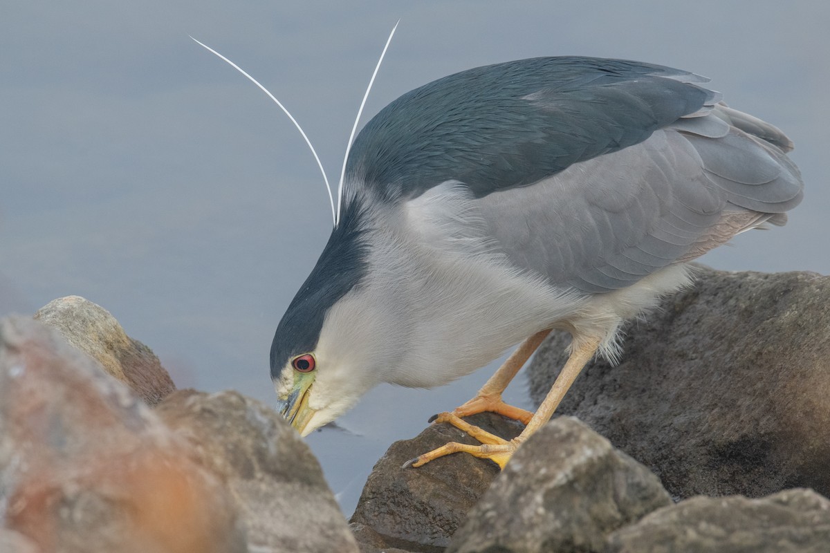 Black-crowned Night Heron - ML612567243