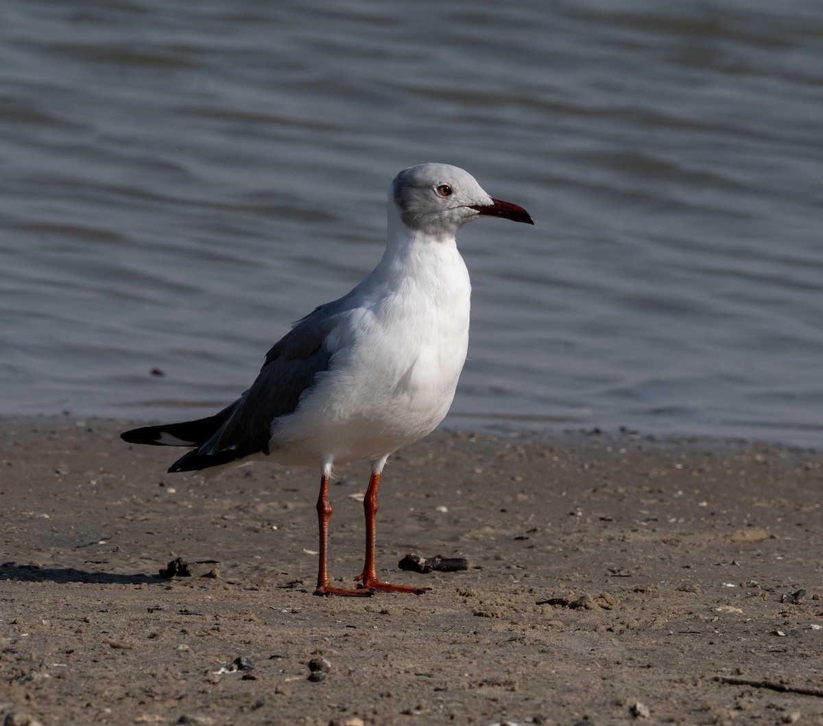 Gray-hooded Gull - ML612567309