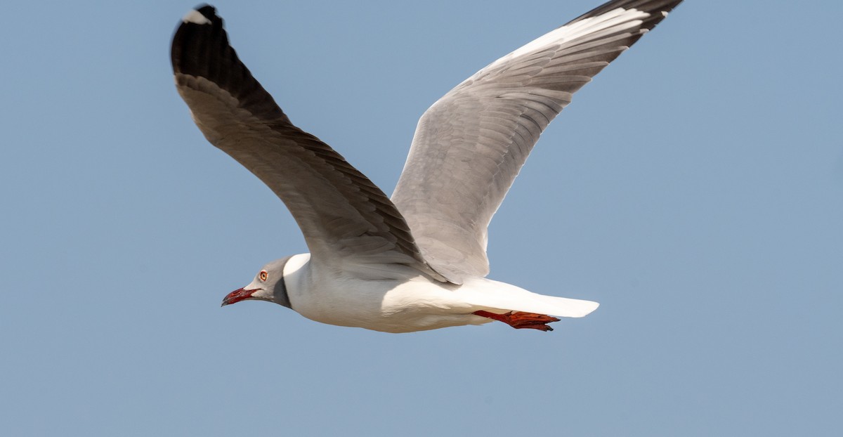 Gray-hooded Gull - ML612567310