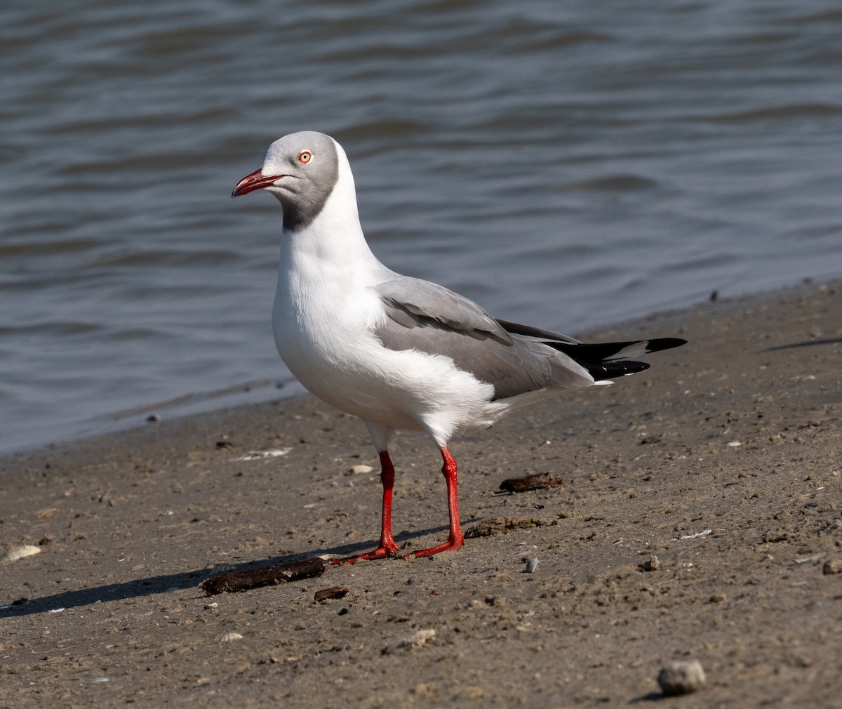 Gray-hooded Gull - ML612567312