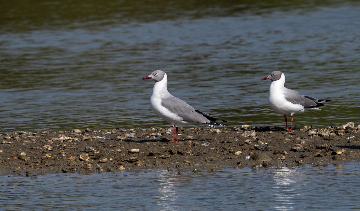 Gray-hooded Gull - ML612567313