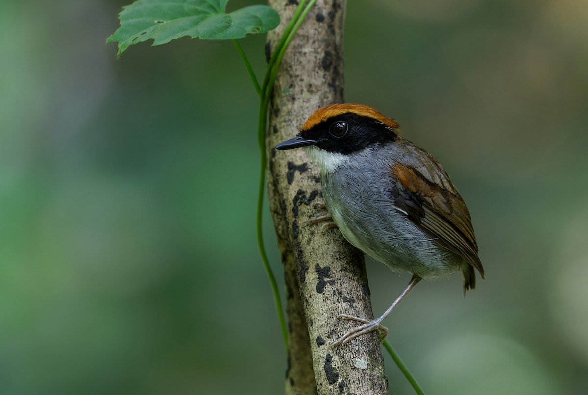 Black-cheeked Gnateater - ML612567324