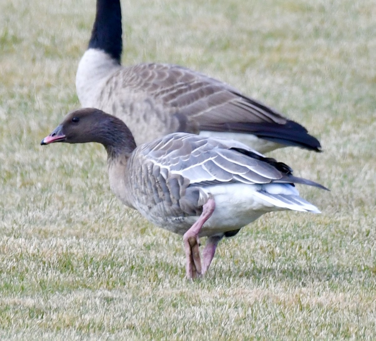 Pink-footed Goose - ML612567350