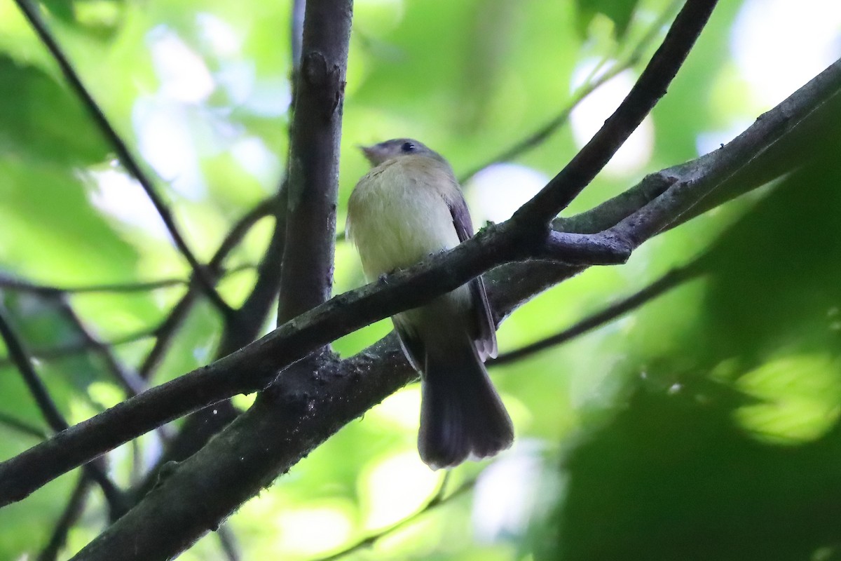 Whiskered Flycatcher - Ricardo Lopez Z.