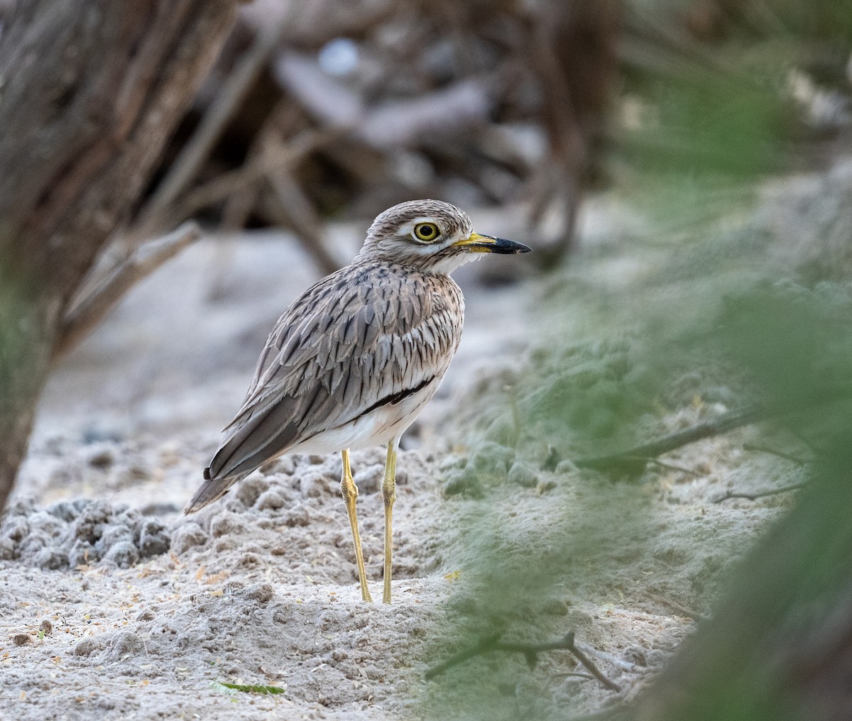 Senegal Thick-knee - ML612567382