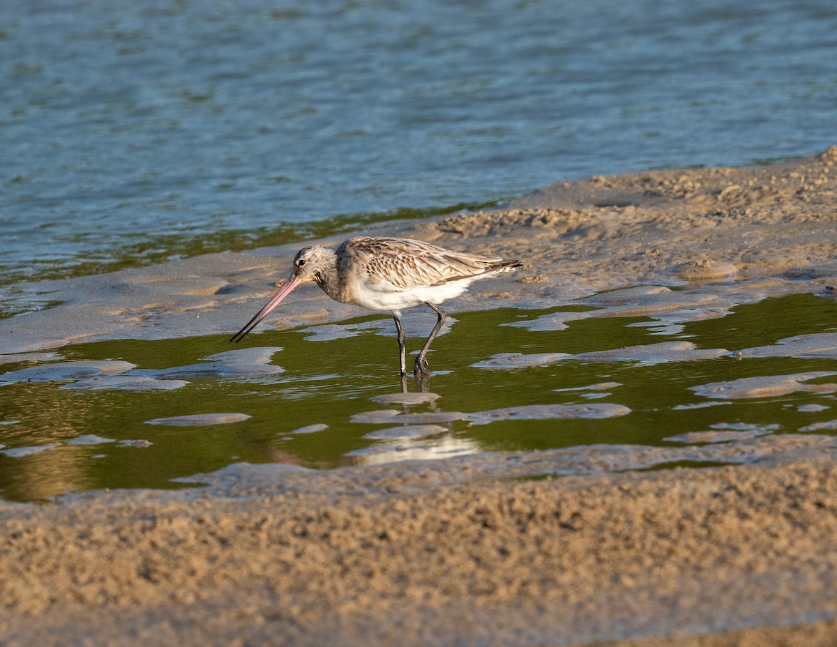 Bar-tailed Godwit - ML612567391