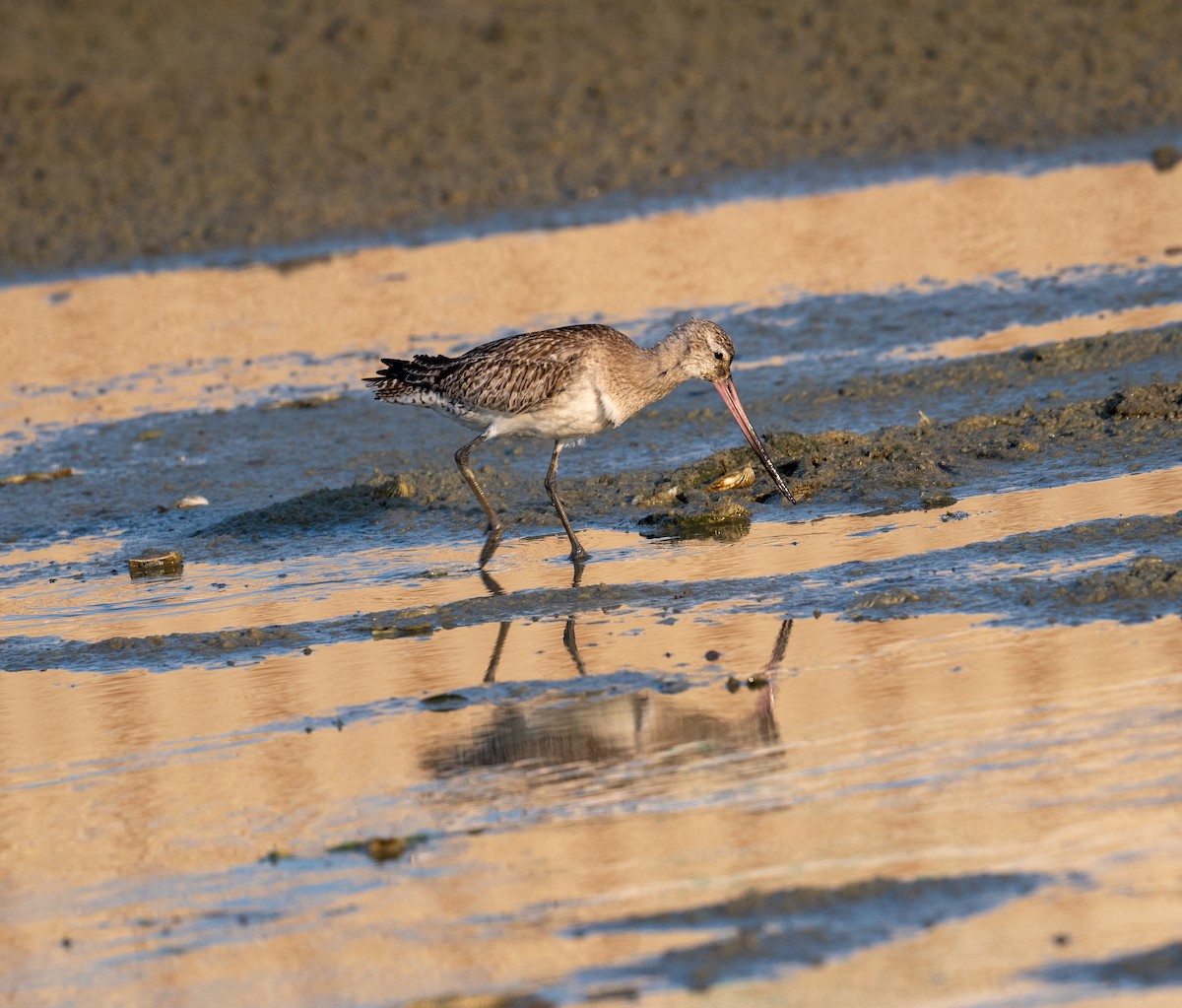 Bar-tailed Godwit - ML612567392