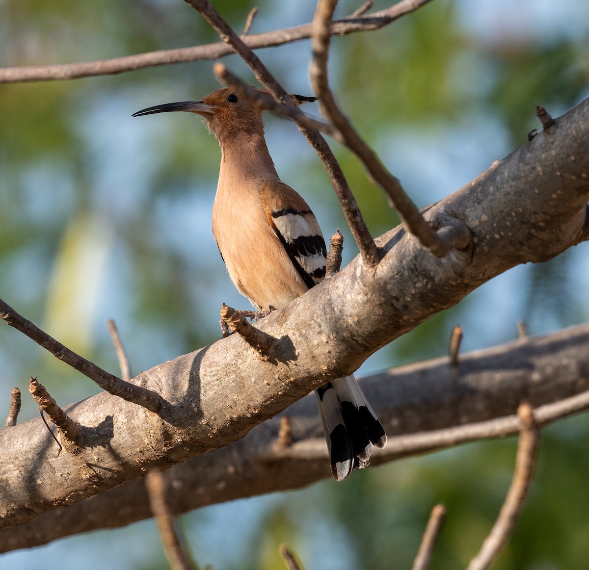 Eurasian Hoopoe - ML612567396