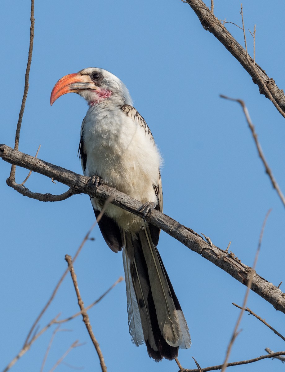 Western Red-billed Hornbill - ML612567398