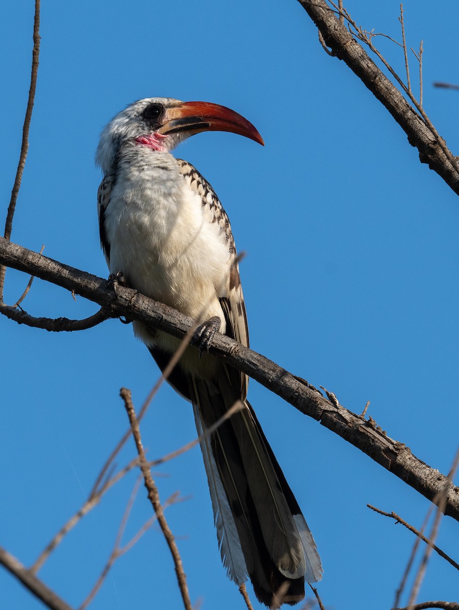 Western Red-billed Hornbill - ML612567403