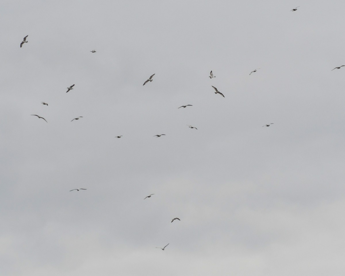 Ring-billed Gull - ML612567468