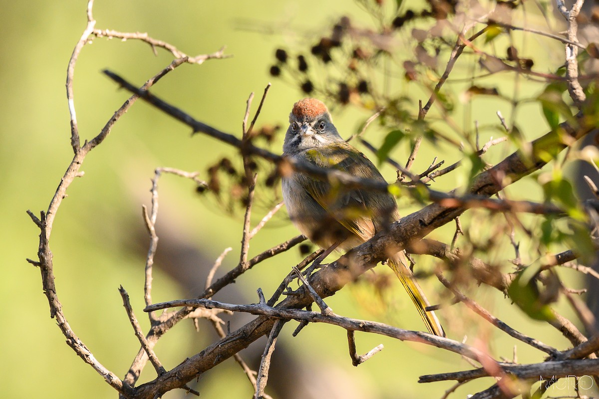 Green-tailed Towhee - ML612567475