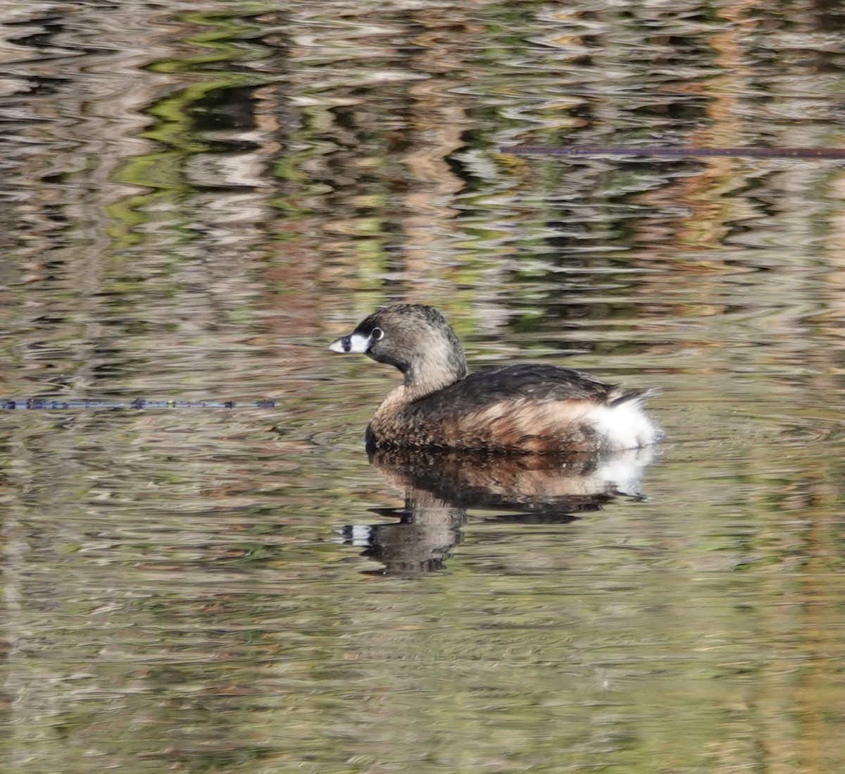 Pied-billed Grebe - ML612567499