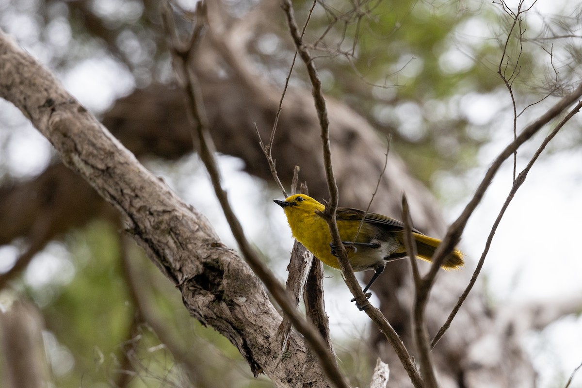 Yellowhead - Dan Burgin