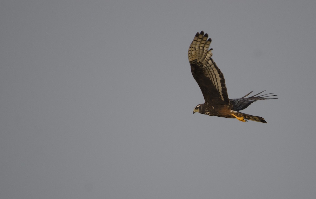 Long-winged Harrier - ML612567519