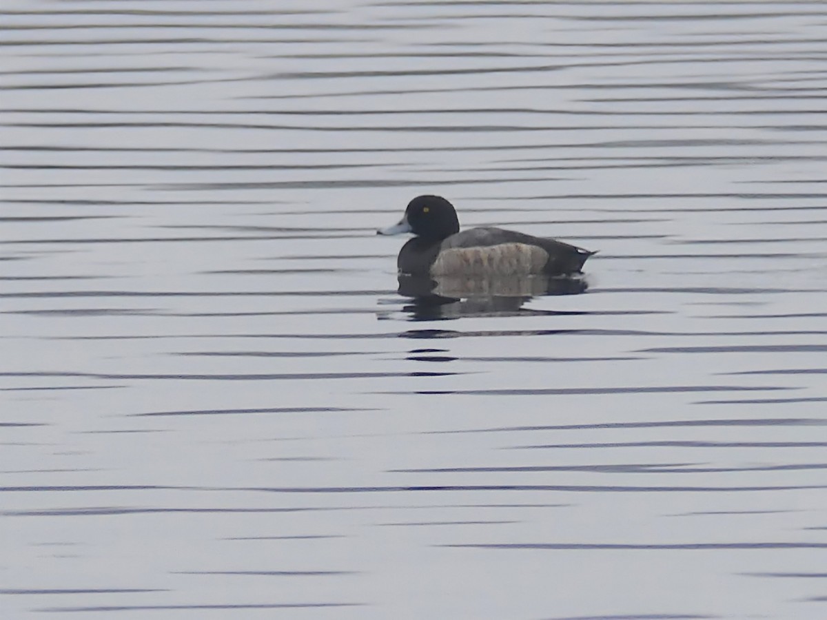 Greater Scaup - ML612567637