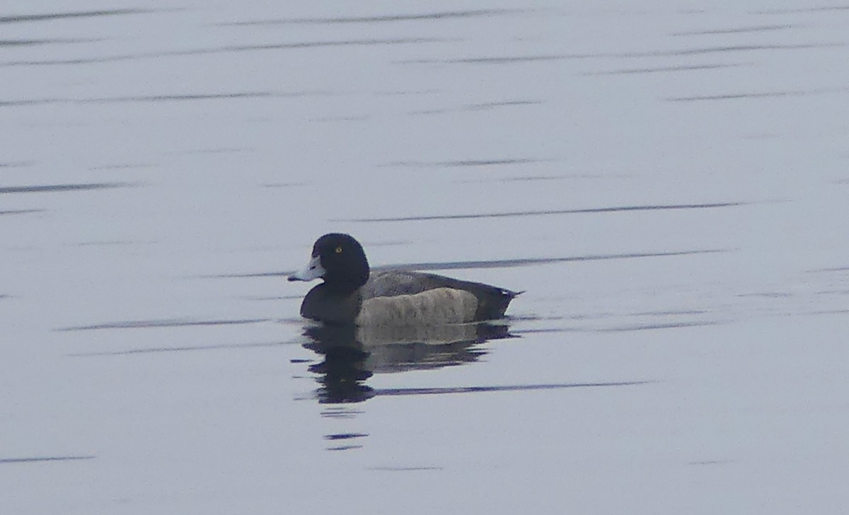 Greater Scaup - ML612567638