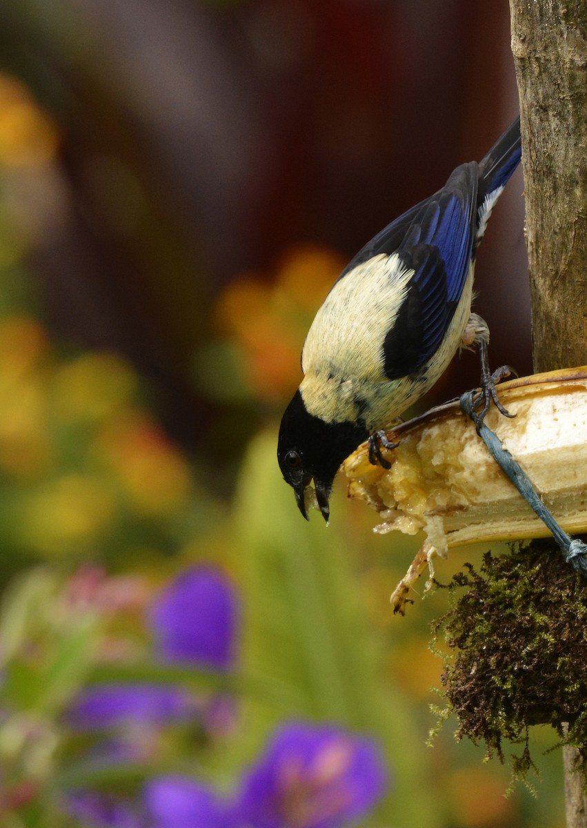 Tangara Cabecinegra (cyanoptera) - ML612567645