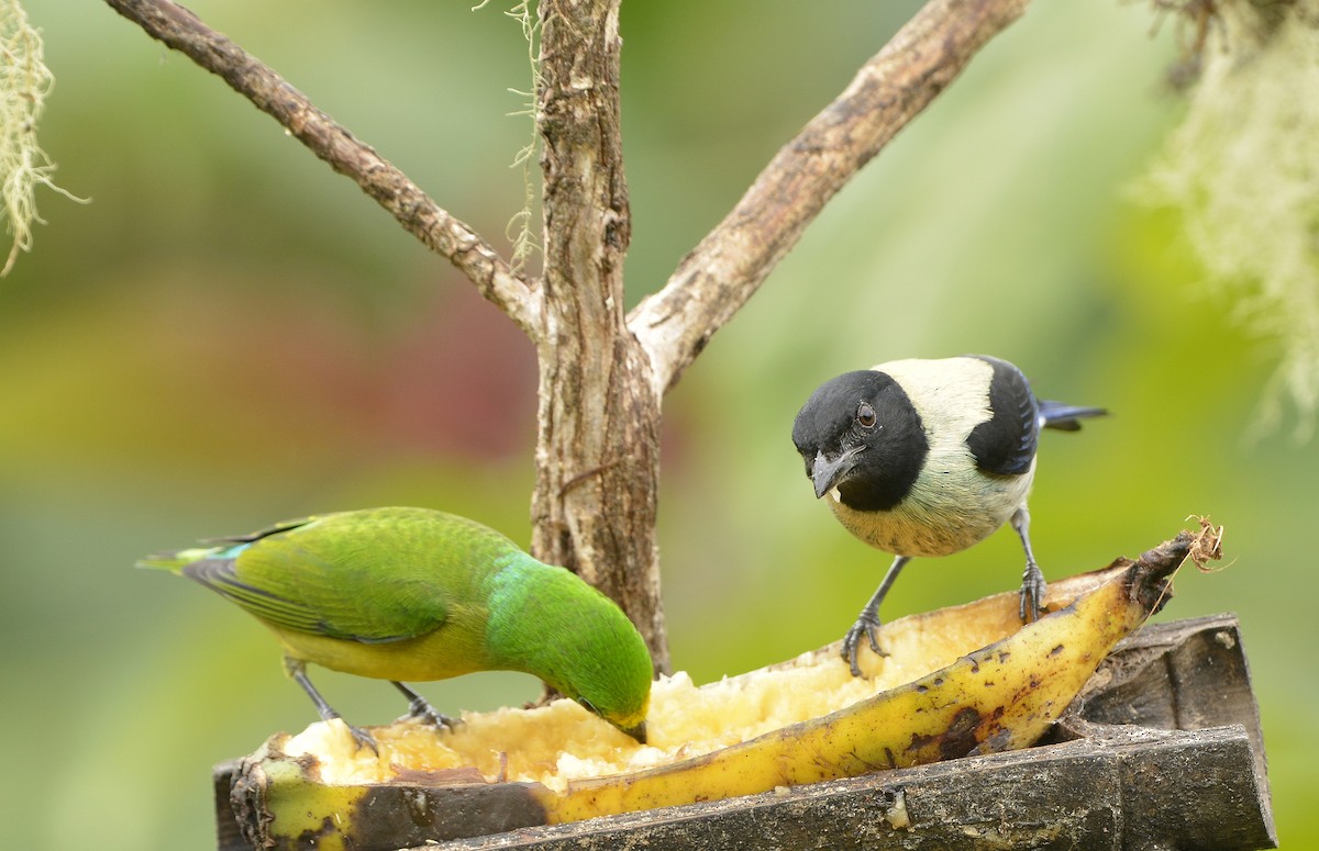 Black-headed Tanager (Black-headed) - ML612567647