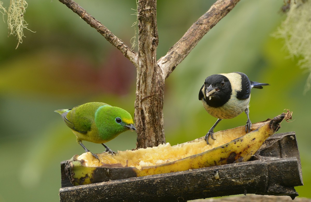 Black-headed Tanager (Black-headed) - ML612567649