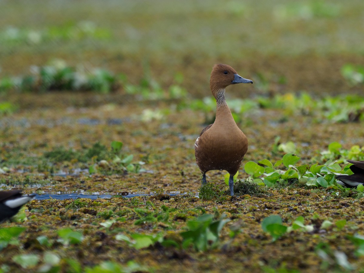 Dendrocygne fauve - ML612567655