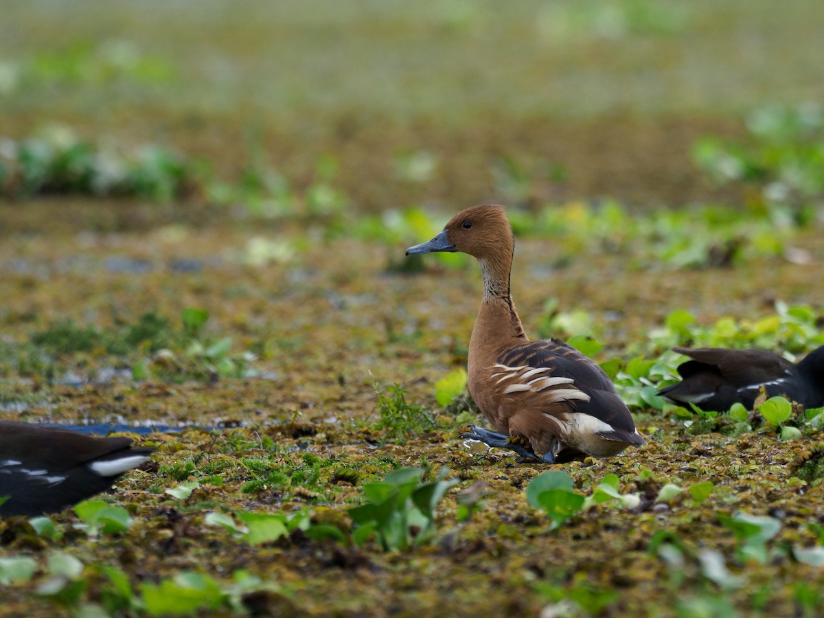 Fulvous Whistling-Duck - ML612567656
