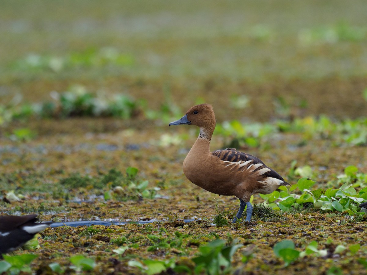 Fulvous Whistling-Duck - ML612567657