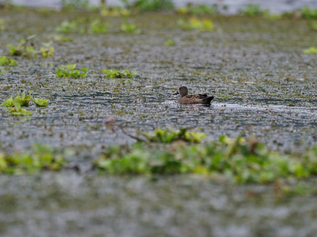 Blue-winged Teal - ML612567687