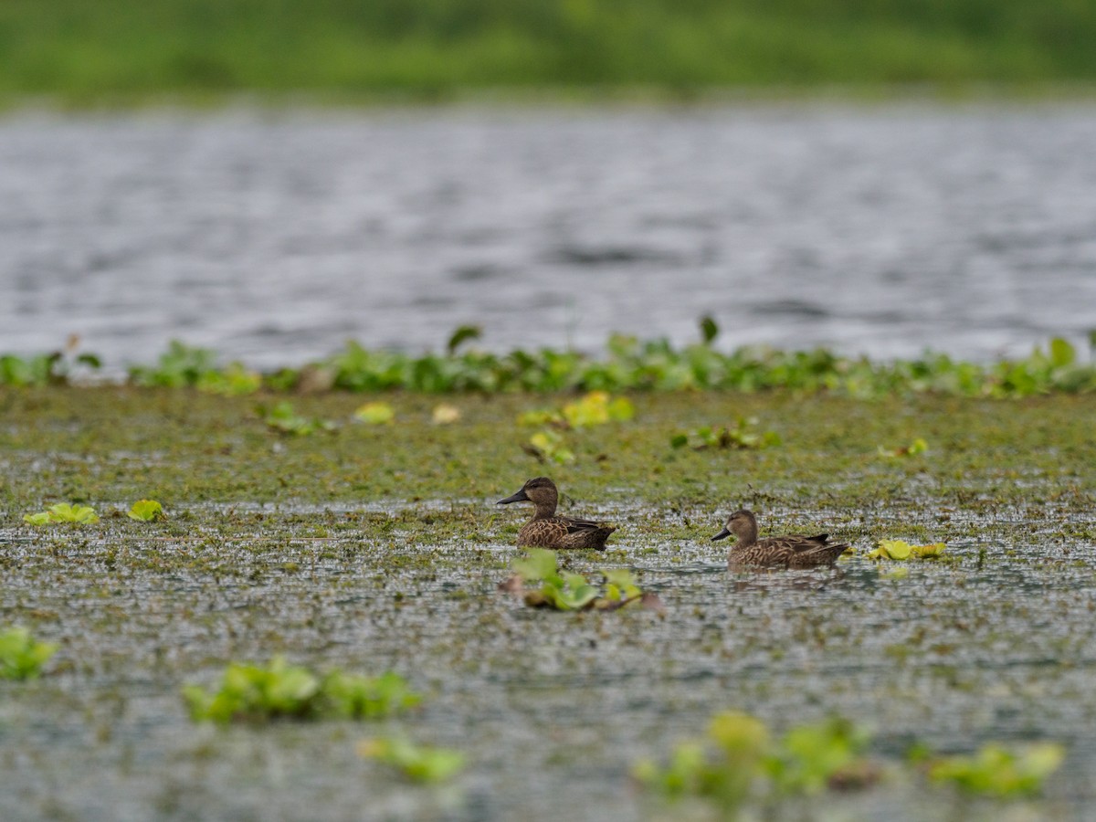 Blue-winged Teal - ML612567688