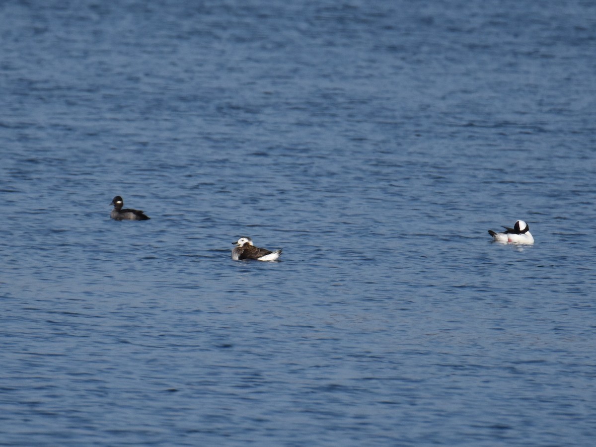 Bufflehead - Max Rollfinke