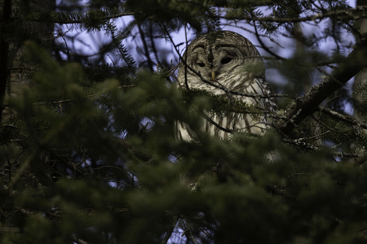 アメリカフクロウ - ML612567743