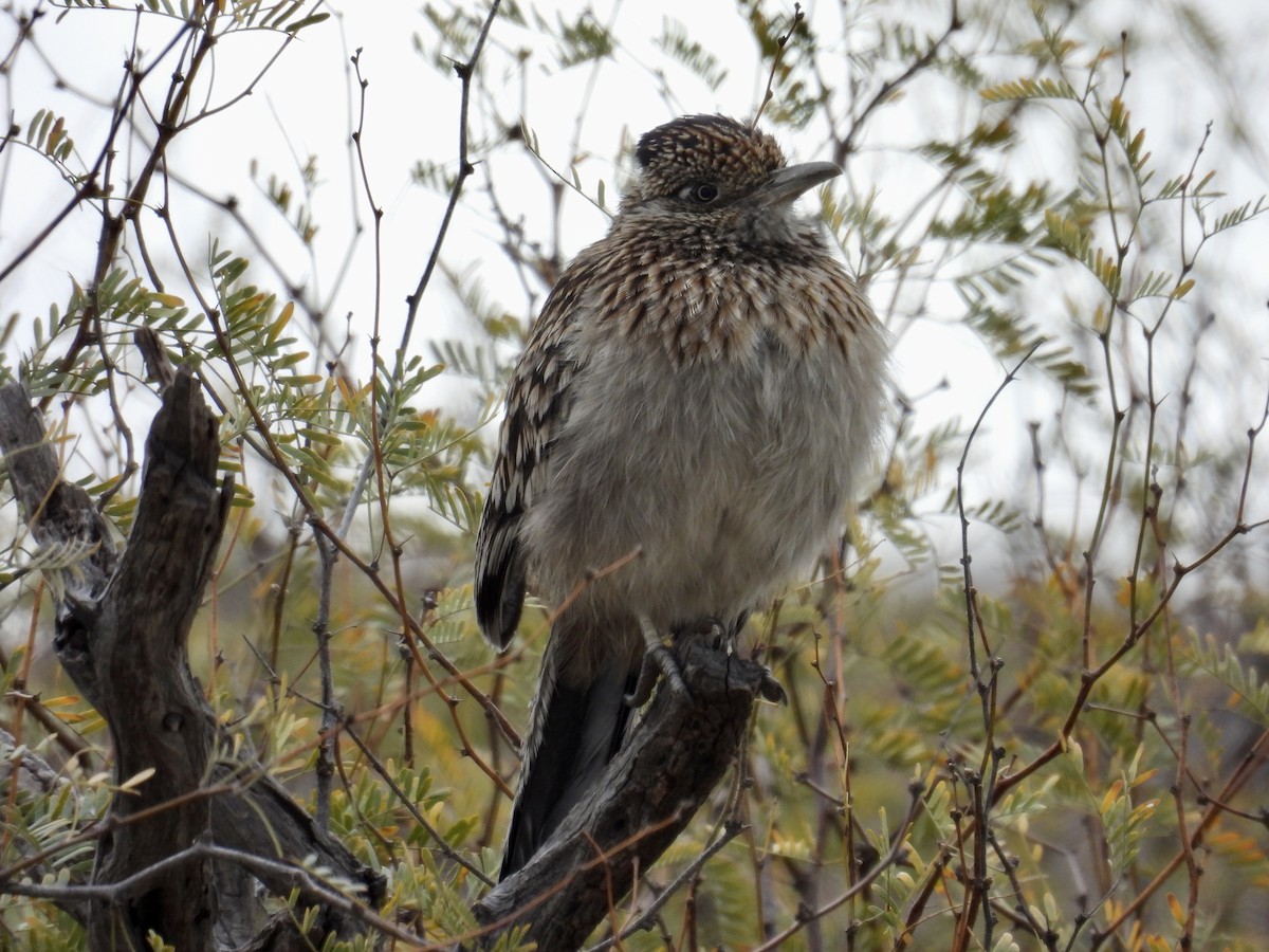 Greater Roadrunner - ML612567752